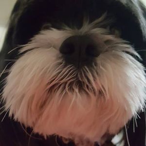 Meet your Posher, Thomas